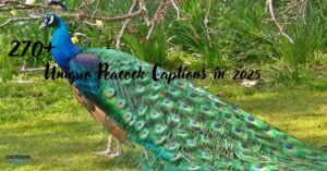 270+Unique Peacock Captions in 2025