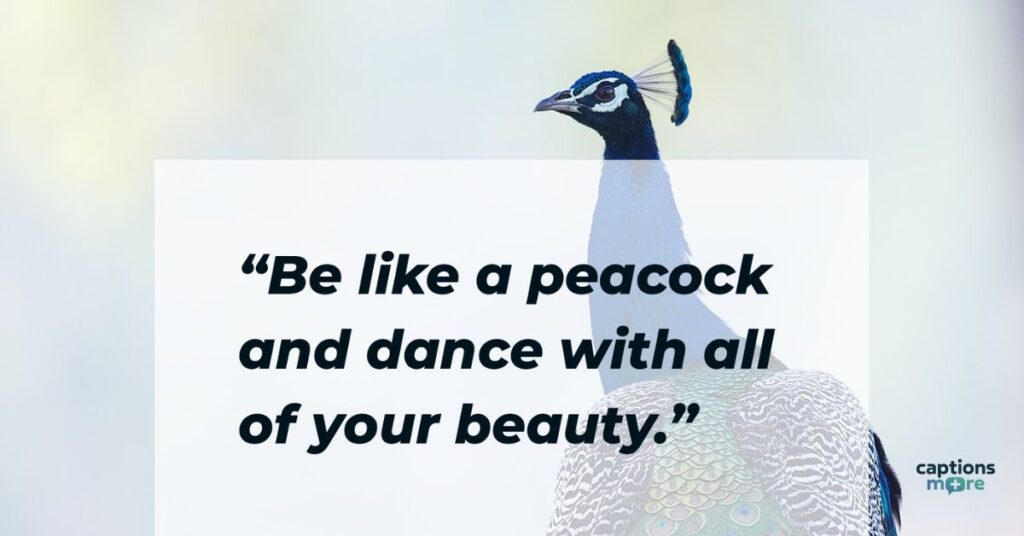 peacock quotes