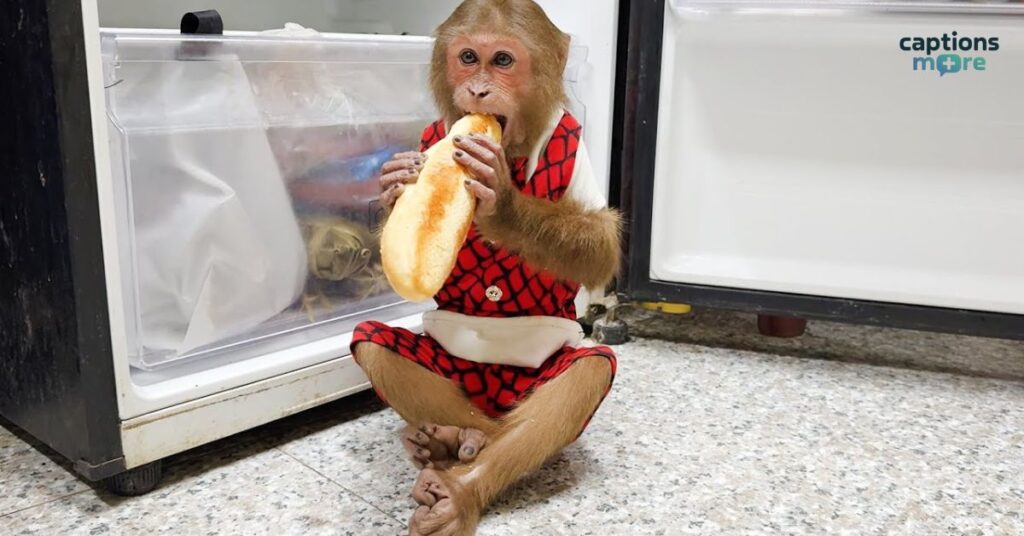 Playful Monkey Captions